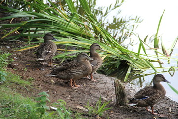 Ducks on the banks of the river 