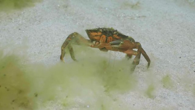 Running crab in slow motion