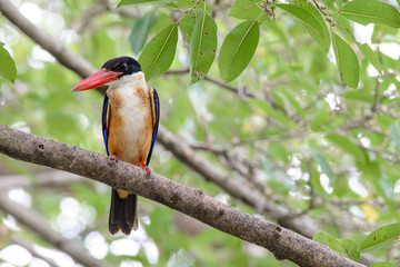 black-capped kingfisher is a tree kingfisher which is widely distributed in tropical Asia from India east to China, Korea and Southeast Asia