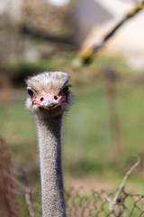 Ostrich