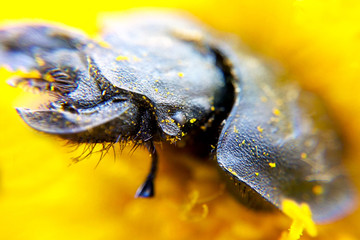 Black beetle close-up portrait of blurred yellow background, the stag closeup