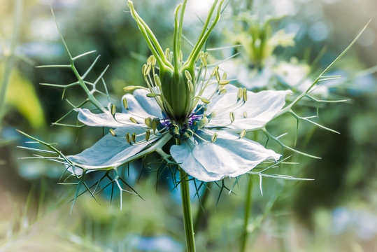 Fascinating Flower of Nigella damascena, Love-in-a-Mist, Ragged Ldy, Devil in the Bush. Summer Vibes.