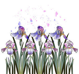 a row of delicate irises in green foliage, irises in watercolors