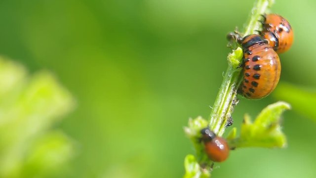 Larvae of a potato bug eat a bush