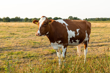 Fototapeta na wymiar cow on a field