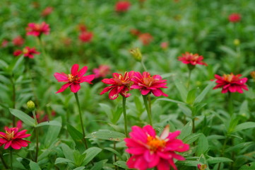 The red flowers are in the green belt. It's beautiful.