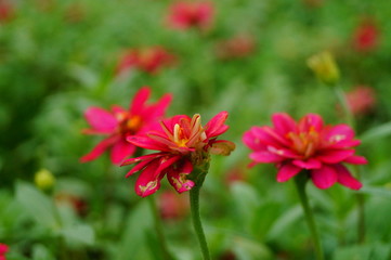 The red flowers are in the green belt. It's beautiful.