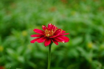 The red flowers are in the green belt. It's beautiful.