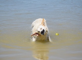 Knoblauch, Chilli und  Pfefferkörner auf einem Holzbrett