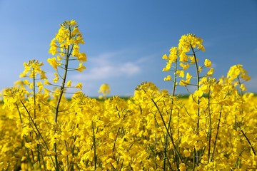 flowering rapeseed canola or colza