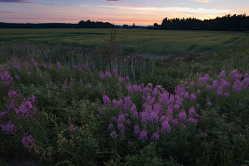 Twilight field