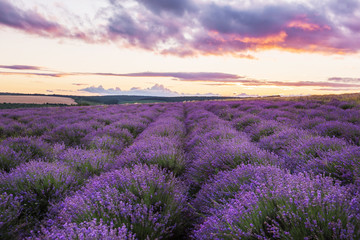 Plakat A gentle pink sunset in a lavender field. Flowering of lavender. 