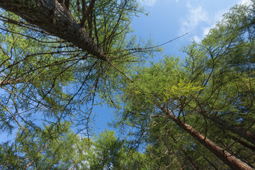 inside a typical forest of the Italian Alps