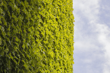 Ivy on a wall with cloudy sky