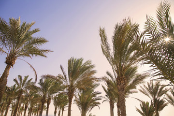 Fototapeta na wymiar Tropical background with palms and sunny sky