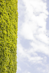 Ivy on a wall with cloudy sky