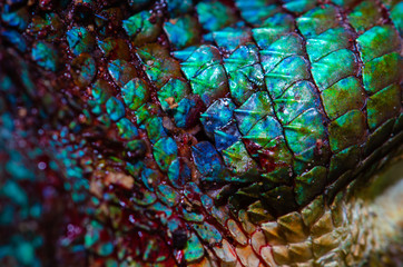 Obraz premium close up Real chameleon skin , chameleon injury skin texture for your design.
