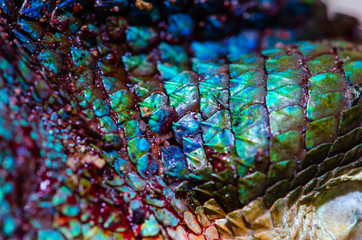 close up Real chameleon skin , chameleon injury skin texture for your design.