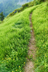 Pfad als Weg durch Wiese in den Bergen der Alpen