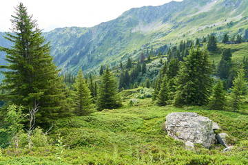 Tannenbäume in den Bergen der Alpen