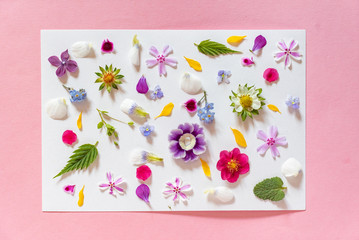 spring flowers and leaves