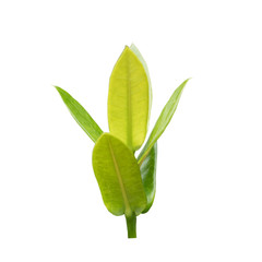 Green plant on white background.