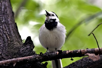 Wagtail sits on a branch and opens its beak