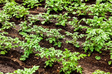 Closeup shot of potato field