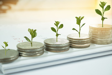 Coin with tree in mutual funds concept.