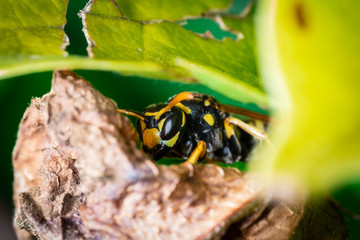 Makro Foto einer Wespe versteckt unter einem Blatt