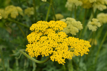 Gold plate yarrow