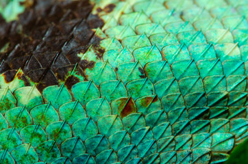 close up Real chameleon skin . Skin texture for your design.
