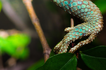 close-up of the blue legged chameleon on a tree.