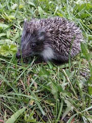 Hedgehog in the green grass. Cute animal