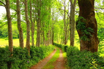 Fototapeta na wymiar Forest path through the trees alley 