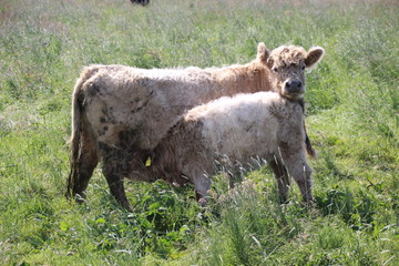 Gallowaykuh und Kalb 
