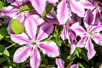 bush of pink clematis flowers in sunny garden in the summer