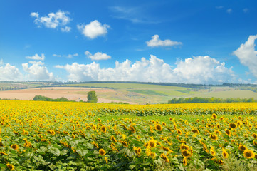 Field with blooming sunflowers and cloudy sky.
