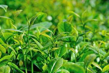Green tea trees in spring