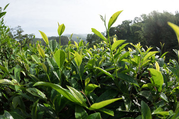 Green tea trees in spring