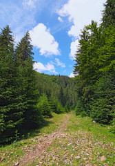 Fototapeta na wymiar Narrow footpath with the rocks through the forest. Magical scenery of pine forest at summer. Zakarpatska oblast, Ukraine