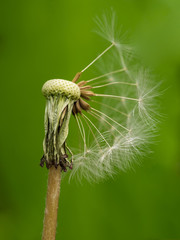 Stem of dandelion on green background
