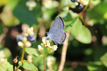 ツルソバの花の蜜を吸うルリシジミ