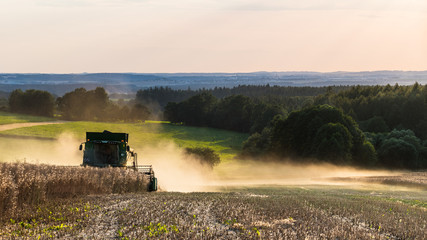 Fototapeta premium Harvesting of rapeseed by a combine in summer landscape. Brassica napus. Beautiful view on modern harvester machine, dusty field of dry ripe rape, stubble and woods. Agriculture, farm, ecology.