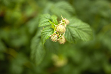 Unripe raspberry growing