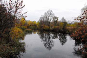 Fototapeta na wymiar Autumn. Winter leaves on a tree near the water / lake / river. Sad photo.