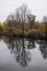 Autumn. Winter leaves on a tree near the water / lake / river. Sad photo.