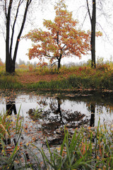 Autumn. Winter leaves on a tree near the water / lake / river. Sad photo.