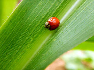 Seven-spot ladybird on a green leaf
