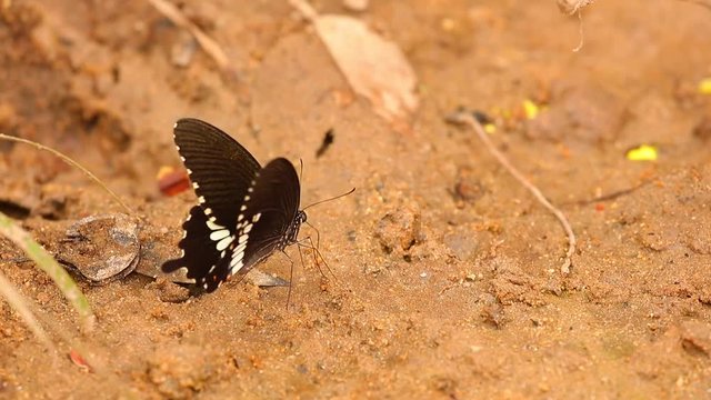 Butterfly spicebush swallowtail papilio troilus from the Papilionidae family, drinking water from the sandy riverbank, high definition stock footage clip. 